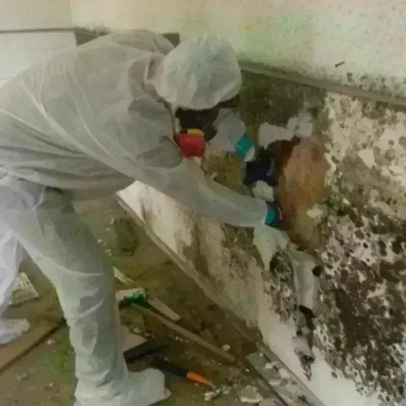 Mold Remediation and Removal in Berwick, PA